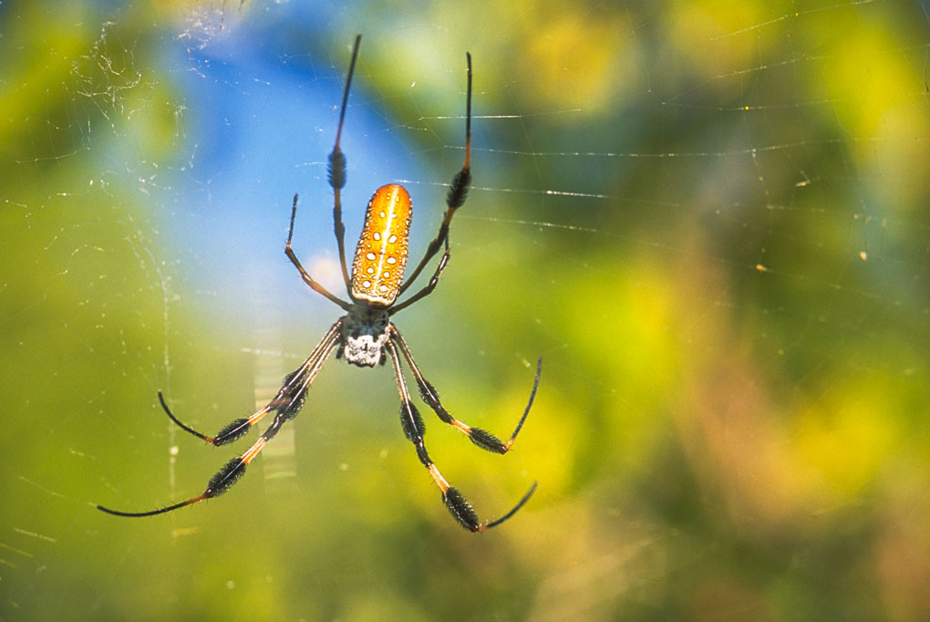 Garden Spider - Florida